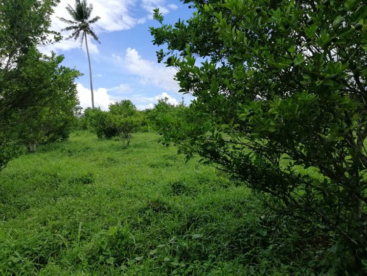 23hectares Agri Lot for sale