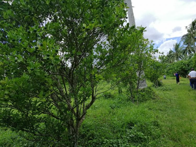 23hectares Agri Lot for sale