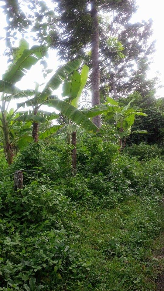 Farm Lot for sale for as low as 1,500 per sqm.