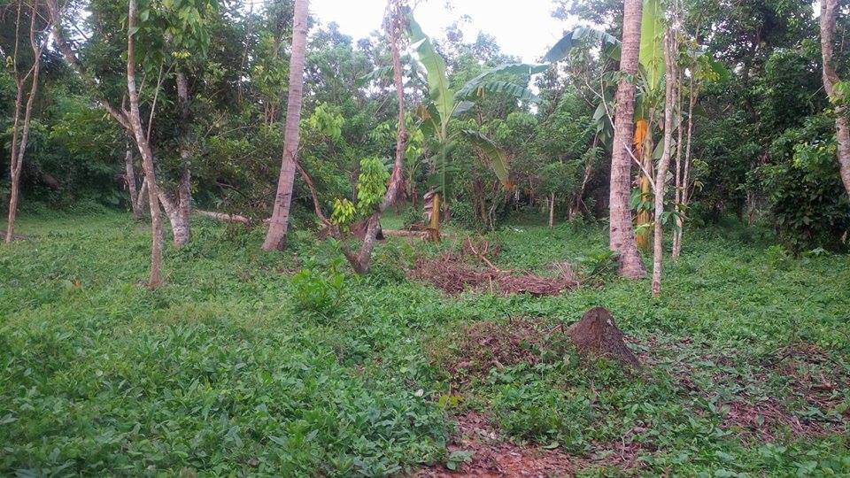 Farm lot for as low as 2500/sqm (Negotiable)