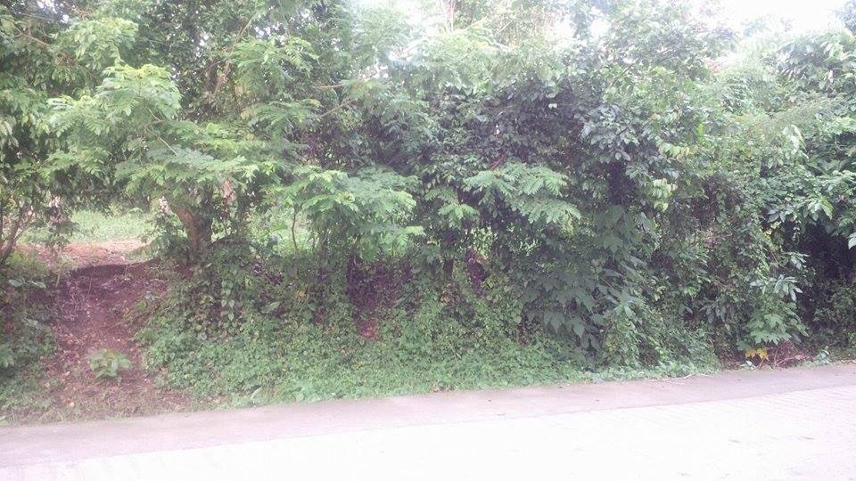 Farm lot for as low as 2500/sqm (Negotiable)