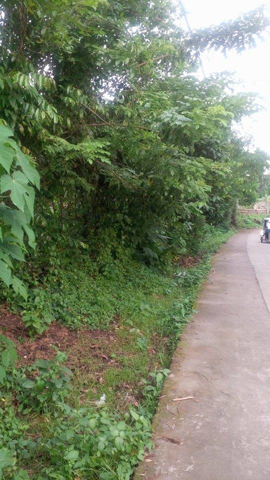 Farm lot for as low as 2500/sqm (Negotiable)