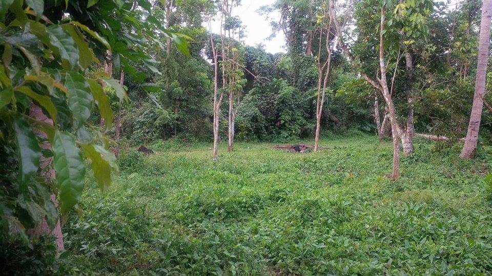 Farm lot for as low as 2500/sqm (Negotiable)