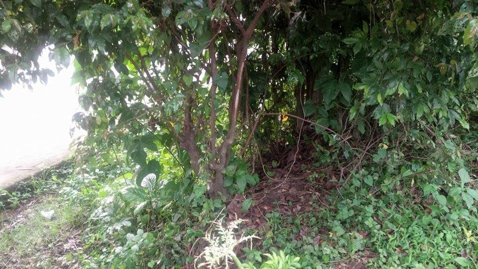 Farm lot for as low as 2500/sqm (Negotiable)