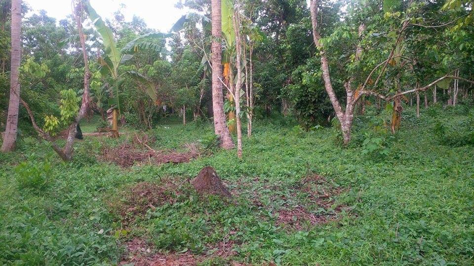 Farm lot for as low as 2500/sqm (Negotiable)