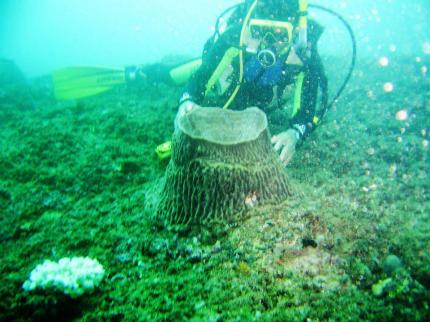 Bed and Breakfast Commercial Property