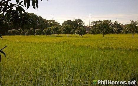 9.5 Hectares Farmlot
