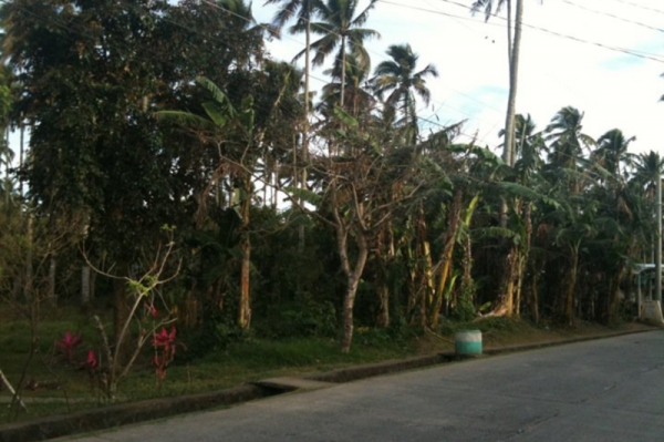 Farm in Batangas for SALE!