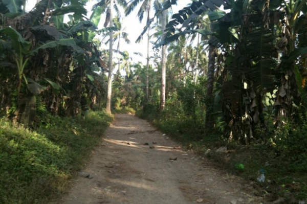 Farm in Batangas for SALE!