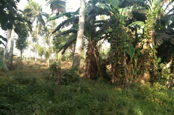 Farm in Batangas for SALE!