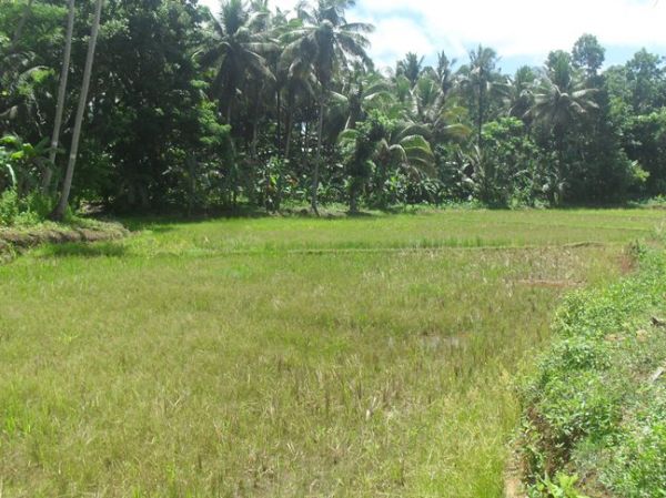 Fruit farm in Northern Mindanao
