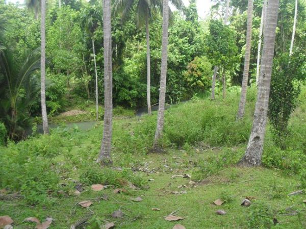 Fruit farm in Northern Mindanao